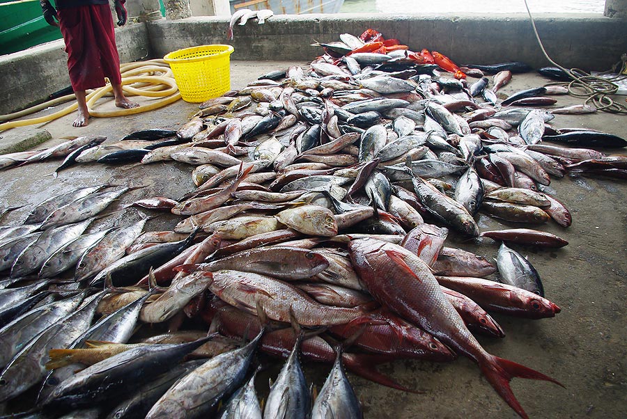  [b]ปลาเนื้อดีๆ บางส่วน พวกเราทำกินกันบนเรือเรียบร้อย ที่เห็นนี่เป็นส่วนที่เอาขึ้นมาบนฝั่ง เตรียมแบ่