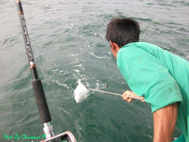 ไต๋ช้างก็จัดการเกี่ยวขึ้นมาซ๊ะ.... :cheer: :cheer: :cheer: :cheer: