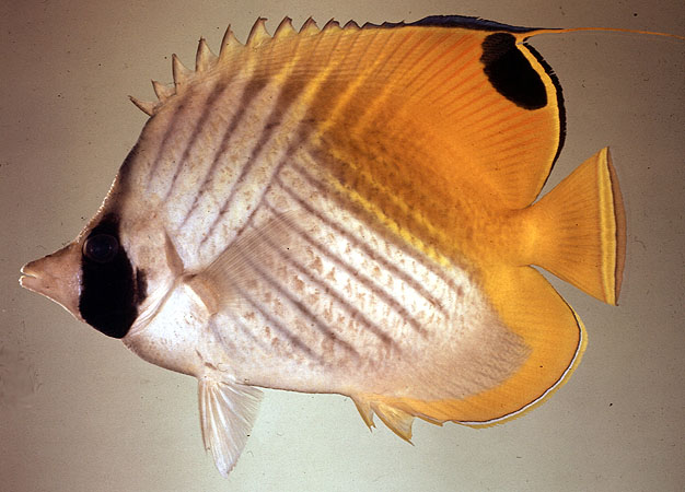 ปลาผีเมื้อลายทแยง
Chaetodon auriga
Forsskål, 1775
Threadfin Butterflyfish