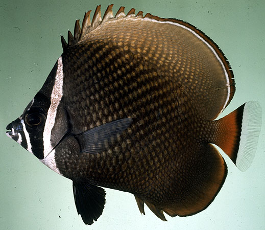 ปลาผีเสื้อคอขาว
Chaetodon collare
Bloch, 1787
Collare Butterflyfish 
