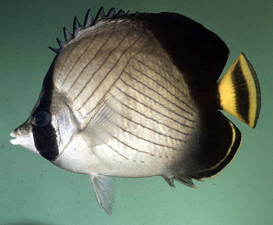 ปลาผีเสื้อลายทแยงครีบดำ

Chaetodon decussatus
Cuvier, 1829
Indian Vagabond Butterflyfish 
