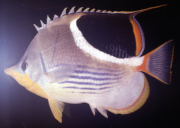 ปลาผีเสื้ออานม้า
Chaetodon ephippium   Cuvier, 1831  
Saddle butterflyfish  
