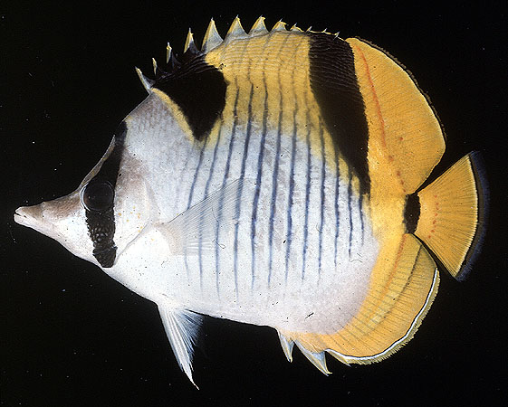 ปลาผีเสื้อหลังบั้ง
Chaetodon falcula
Bloch, 1795
Double-saddle Butterflyfish 