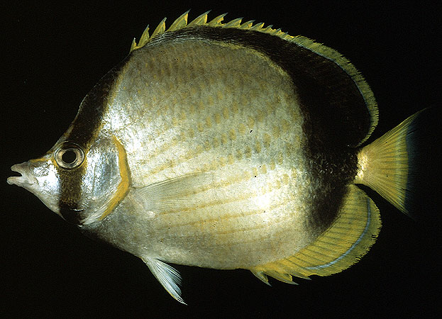 ปลาผีเสื้อหลังไหม้
Chaetodon gardineri   Norman, 1939  
Gardner's butterflyfish  
