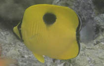 ปลาผีเสื้อหยาดน้ำตา
Chaetodon interruptus
Ahl, 1922
Yellow Teardrop Butterflyfish 