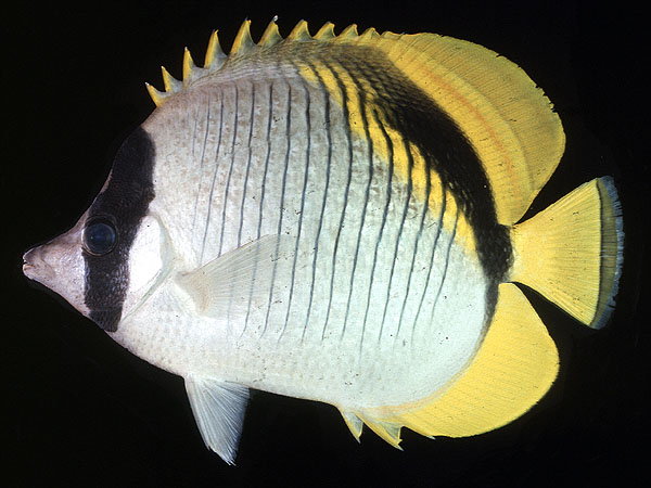 ปลาผีเสื้อลายเส้น
Chaetodon lineolatus
Cuvier, 1831
Lined Butterflyfish 