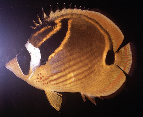 ปลาผีเสื้อพระจันทร์
Chaetodon lunula
(Lacepède, 1802)
Raccoon Butterflyfish 