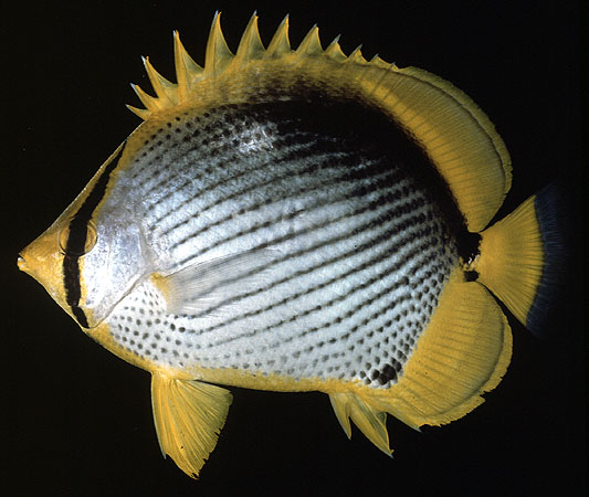 ปลาผีเสื้อหลังดำ
Chaetodon melannotus
Bloch and Schneider, 1801
Blackbacked Butterflyfish