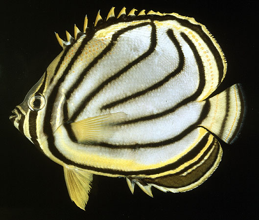 ปลาผีเสื้อลายเสือ
Chaetodon meyeri
Bloch and Schneider, 1801
Meyer's Butterflyfish