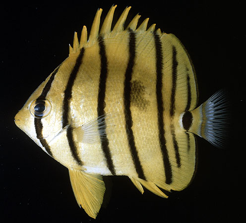 ปลาผีเสื้อแปดขีด
Chaetodon octofasciatus
Bloch, 1787
Eightbanded Butterflyfish