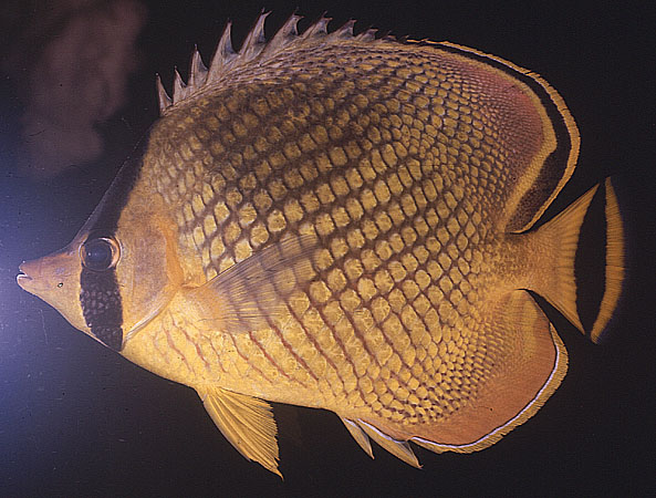 ปลาผีเสื้อเกล็ดทอง
Chaetodon rafflesii
Anonymous [Bennett], 1830
Latticed Butterflyfish 