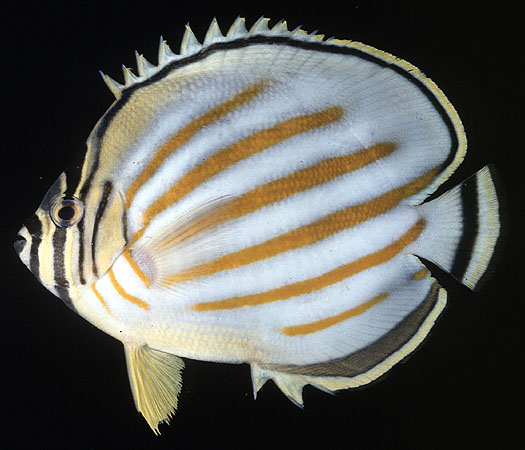 ปลาผีเสื้อลายเสือทอง
Chaetodon ornatissimus   Cuvier, 1831  
Ornate butterflyfish  
