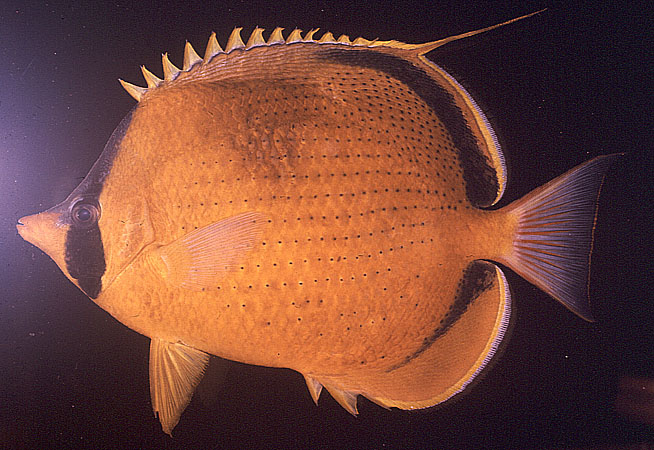 ปลาผีเสื้อจุดไข่ปลา
Chaetodon semeion   Bleeker, 1855  
Dotted butterflyfish 
