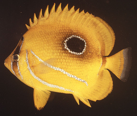 ปลาผีเสื้อแบนนเนต
Chaetodon bennetti   Cuvier, 1831  
Bluelashed butterflyfish  
