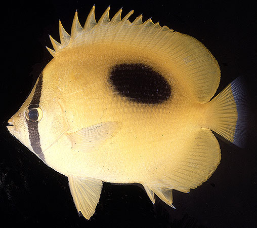 ปลาผีเสื้อจุด
Chaetodon speculum   Cuvier, 1831  
Mirror butterflyfish  
เคยพบทางอ่าวไทย จังหวัดน