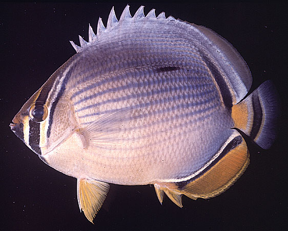 ปลาผีเสื้อไข่
Chaetodon trifasciatus   Park, 1797  
Melon butterflyfish  
