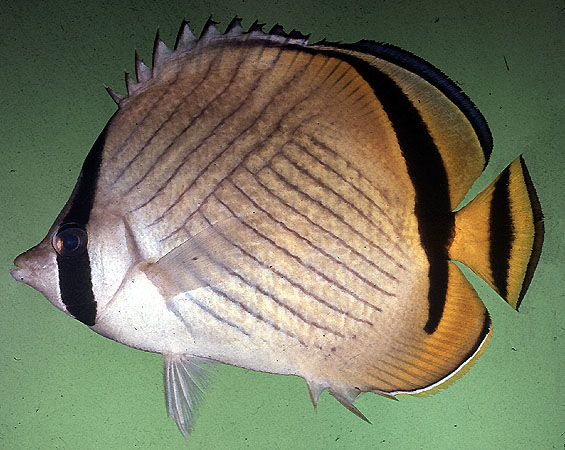 ปลาผีเสื้อลายทแยง
Chaetodon vagabundus   Linnaeus, 1758  
Vagabond butterflyfish  
