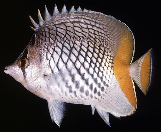 ปลาผีเสื้อหางส้ม
Chaetodon xanthurus   Bleeker, 1857  
Pearlscale butterflyfish  
