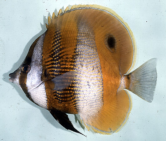 ปลาผีเสื้อเกล็ดทองครีบจุด
Coradion chrysozonus   (Cuvier, 1831)  
Goldengirdled coralfish  
