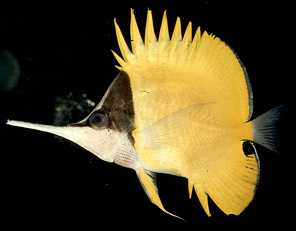 ปลาผีเสื้อปากยาวหน้าดำ
Forcipiger longirostris   (Broussonet, 1782)  
Longnose butterflyfish  
