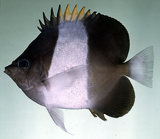 ปลาผีเสื้อขาวดำ
Hemitaurichthys zoster   (Bennett, 1831)  
Brown-and-white butterflyfish 
