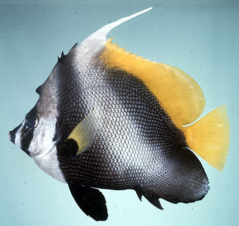 ปลาโนรีครีบสั้น
Heniochus singularius   Smith & Radcliffe, 1911  
Singular bannerfish  
