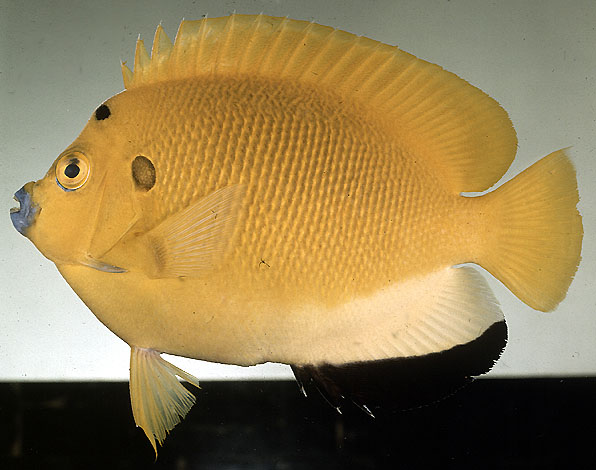 ปลาสินสมุทรเหลืองสามจุด
Apolemichthys trimaculatus   (Cuvier, 1831)  
Threespot angelfish  
