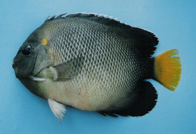 ปลาสินสมุทรหางเหลือง
Apolemichthys xanthurus   (Bennett, 1833)  
Yellowtail angelfish  
