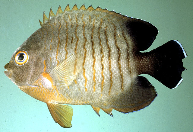 ปลาสินสมุทรจิ๋วลายเสือ
Centropyge eibli   Klausewitz, 1963  
Blacktail angelfish  
