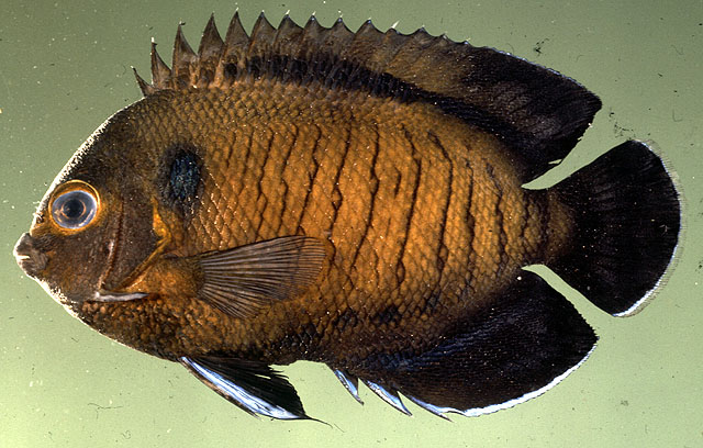 ปลาสินสมุทรจิ๋วดำ
Centropyge multispinis   (Playfair, 1867)  
Dusky angelfish  
