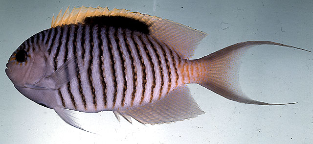 ปลาสินสมุทรลายหางขยาว
Genicanthus caudovittatus   (Günther, 1860)  
Zebra angelfish  
