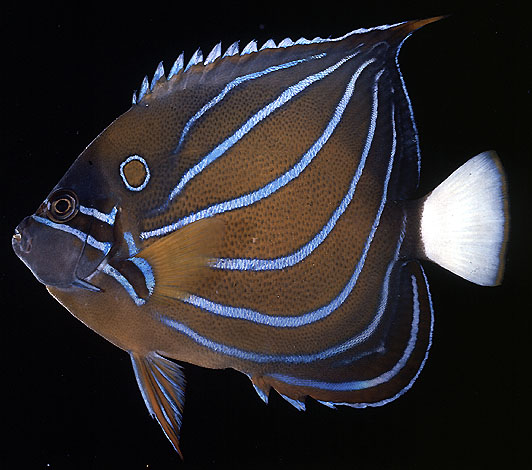 ปลาสินสมุทรลายฟ้า
Pomacanthus annularis   (Bloch, 1787)  
Bluering angelfish  
