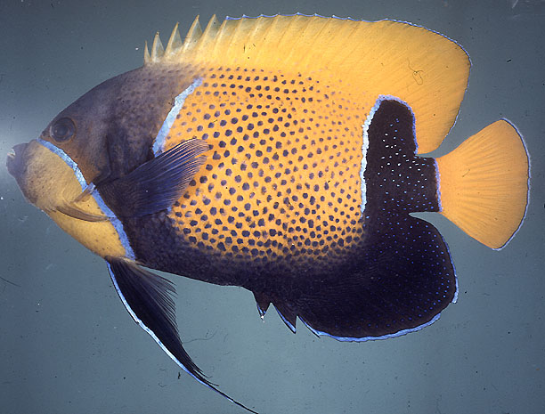 ปลาสมุทรอานเหลือง
Pomacanthus navarchus   (Cuvier, 1831)  
Bluegirdled angelfish  



 :love: 