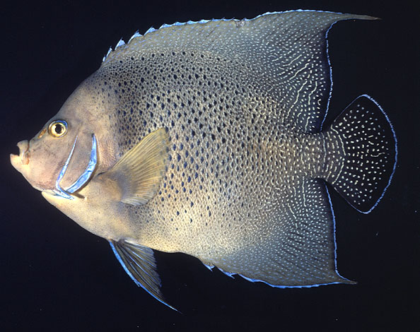 ปลาสินสมุทรสองเส้น
Pomacanthus semicirculatus   (Cuvier, 1831)  
Semicircle angelfish 
