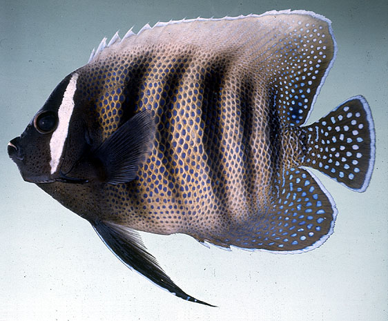 ปลาสินสมุทรบั้ง
Pomacanthus sexstriatus   (Cuvier, 1831)  
Sixbar angelfish  
พบมากทางอ่าวไทย