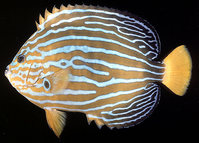 1.Chaetodontoplus septentrionalis   (Temminck & Schlegel, 1844)  
Bluestriped angelfish  
