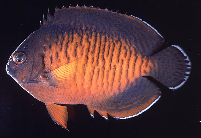 2.Centropyge bispinosa   (Günther, 1860)  
Twospined angelfish  
