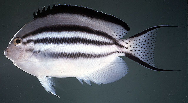 ตัวนี้พบในประเทศเพื่อนบ้านเรา คือ มาเลเวีย และ อินโดนีเซีย
Genicanthus lamarck   (Lacepède, 