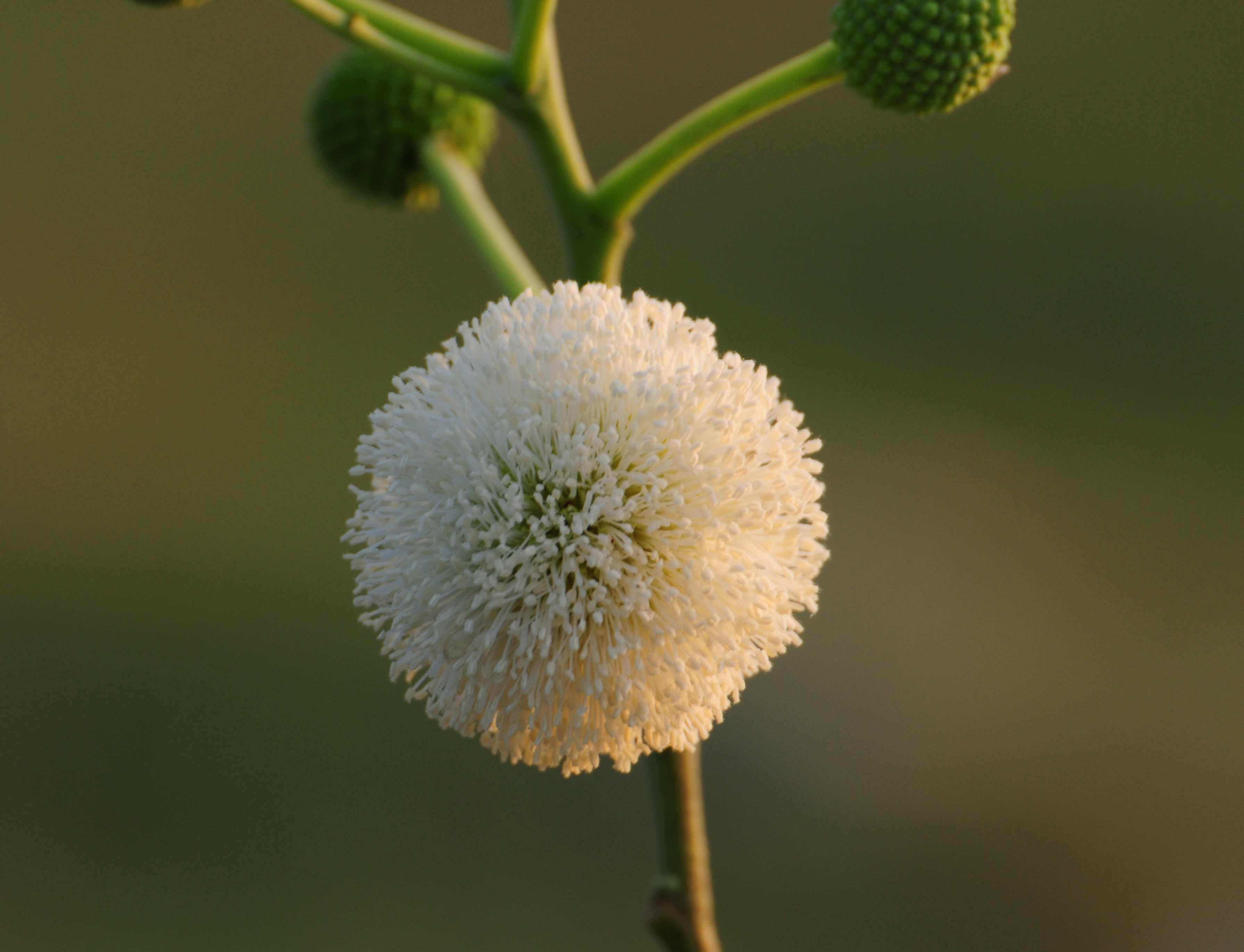  :umh: :umh: :umh: ลองเลนส์ตัวใหม่ Tamron SP 70-300 VC DI USD พี่ vris ว่าไงคมไหมครับ รูปนี้ CROP 10