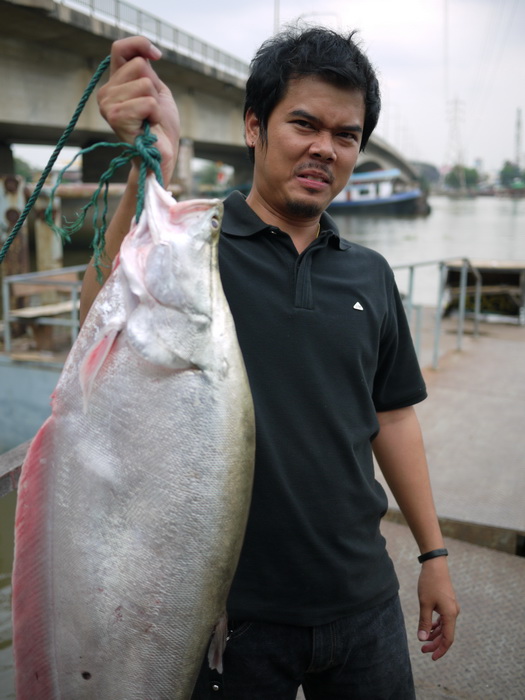 ปลากราย6โล เล่นน้ำในกะทะใบน้อย ที่พระนั้งเกล้า