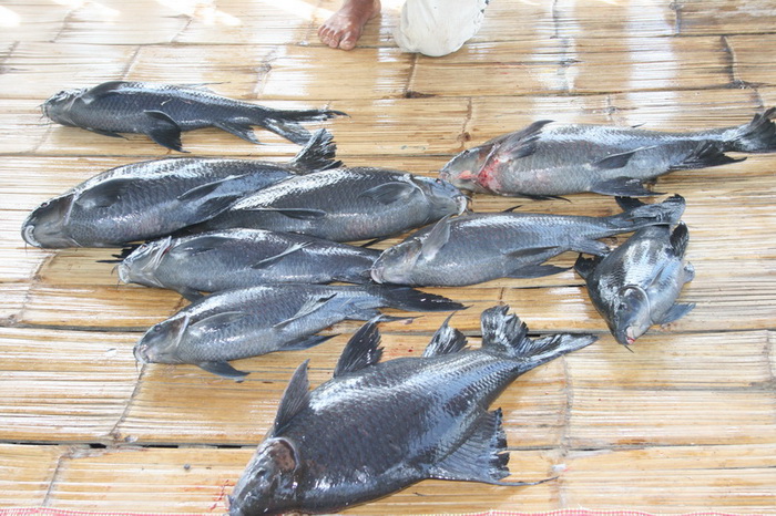 สรุป ได้ปลา 12 ตัว ปลากิน เกือบ 30 ที

เป็นปลาอีกา 12 ตัว 

ขนาด 6-8 โล 7ตัว

ขนาด 3-5 โล 5 ตั