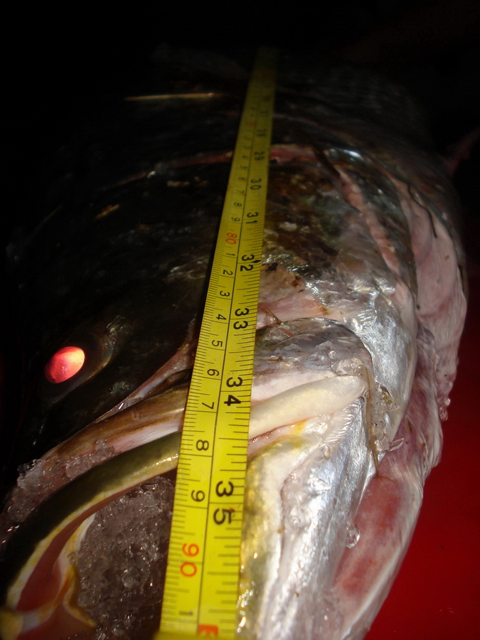 วัดความยาว  90cmครับ

ตัวนี้เป็นปลากะพงธรรมชาติแท้ๆครับ
เป็นปลากะพงไซด์  10Kg up  ตัวที่สองของปีข