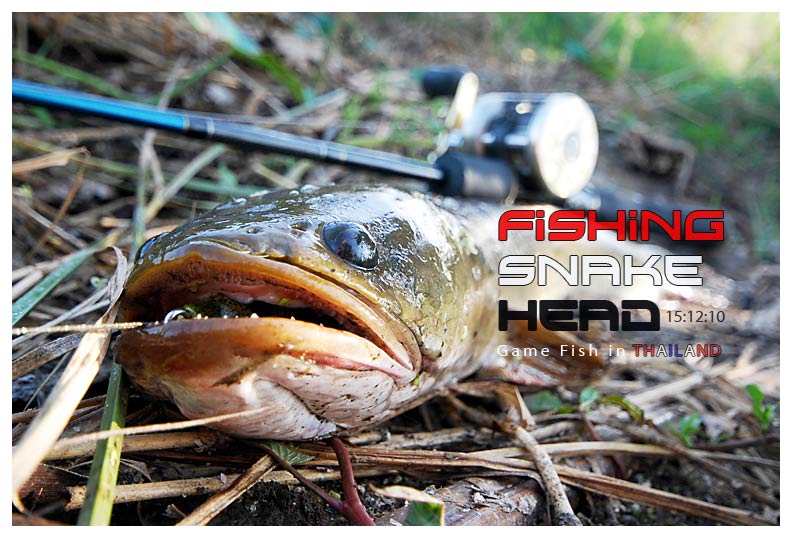 Snake Head Fishing ตอน น้ำมาปลากินมด น้ำลด...... ปลากินกบ