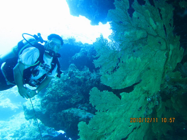 Sea fan ขนาดใหญ่มากๆ เมืองไทยหายากแล้ว ที่นี่มีเยอะมาก แต่ก็สีสวยสู้เมืองไทยไม่ได้ สิมิลันของเรา สีส