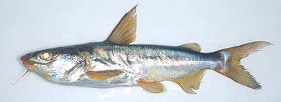 ปลาหนาม
Arius oetik
Bleeker, 1846
Lowly Catfish 
ขนาด 40 cm
พบตามป่าชายเลน ปากแม่น้ำ อ่าวที่ติด
