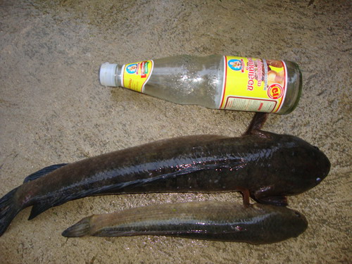 เทียบกับขวดซีอิ๊วขาวอิๆ..... :cheer: :cheer: :cheer:
