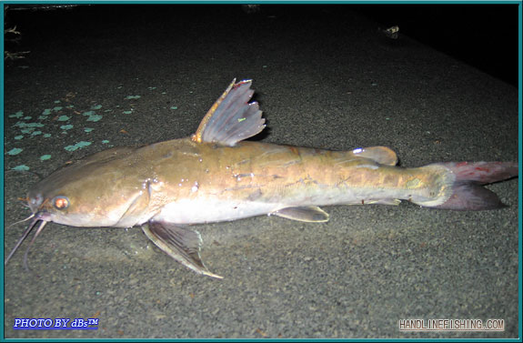 ปลากดขี้ลิง
Hexanematichthys sagor   (Hamilton, 1822)  
Sagor catfish  
ขนาด 50 cm
พบตามชายฝั่งท