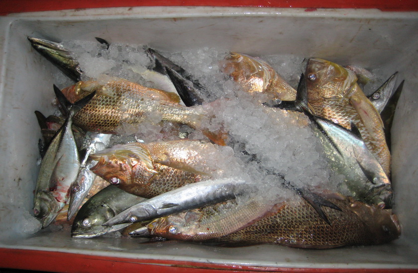 เช้าตื่นขึ้นมาเห็นเด็กเรือกำลังดอ