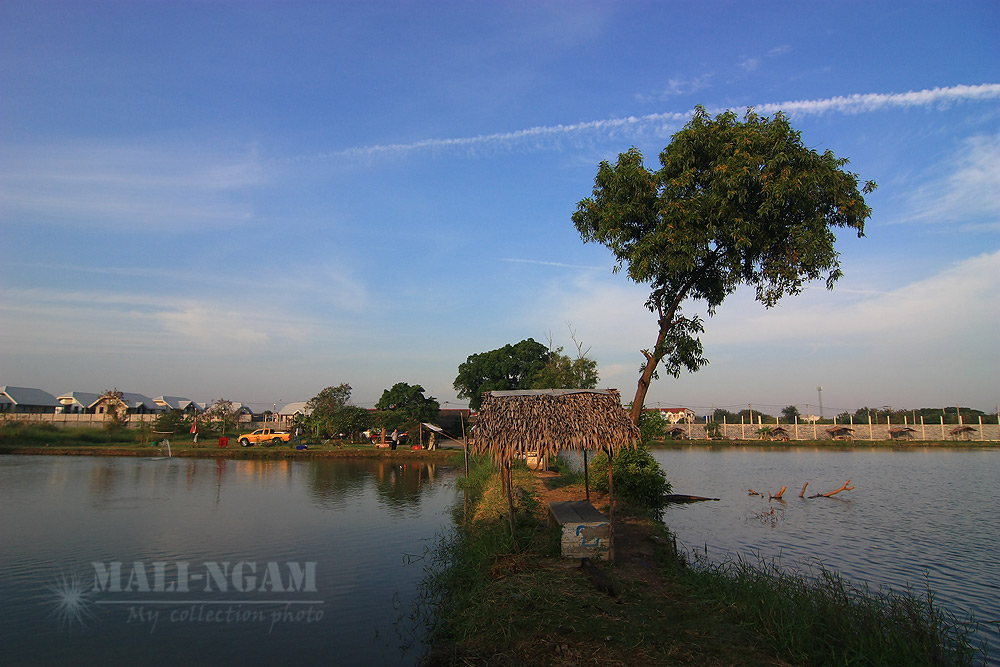 บรรยากาศดีครับ  ไม่ร้อน ไม่หนาว
  ด้านซ้าย เป็นบ่อตกชิงหลิว  
    ด้านขวาเป็นบ่อตกทั่วไป กั้นไว้สอ