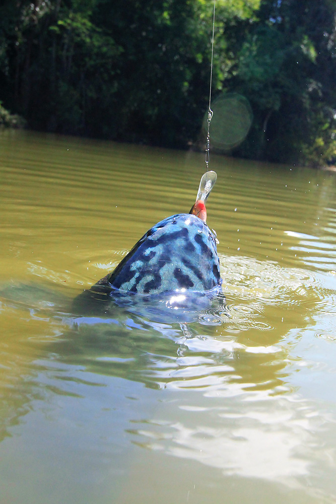 Cheep.........สวัสดีจร้า น้าCheep  ด้วยความยินดีครับ
 :love: :love: :love:

เสนาะ^fishing........